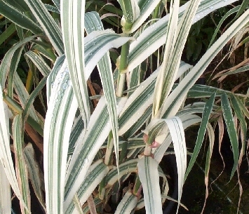 Arundo donax 'Versicolor'