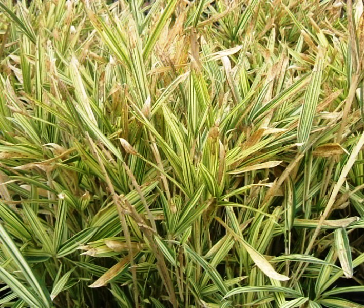 Bambusa aurea