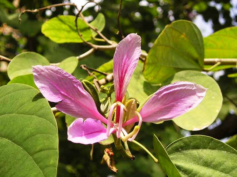 Bauhinia variegata