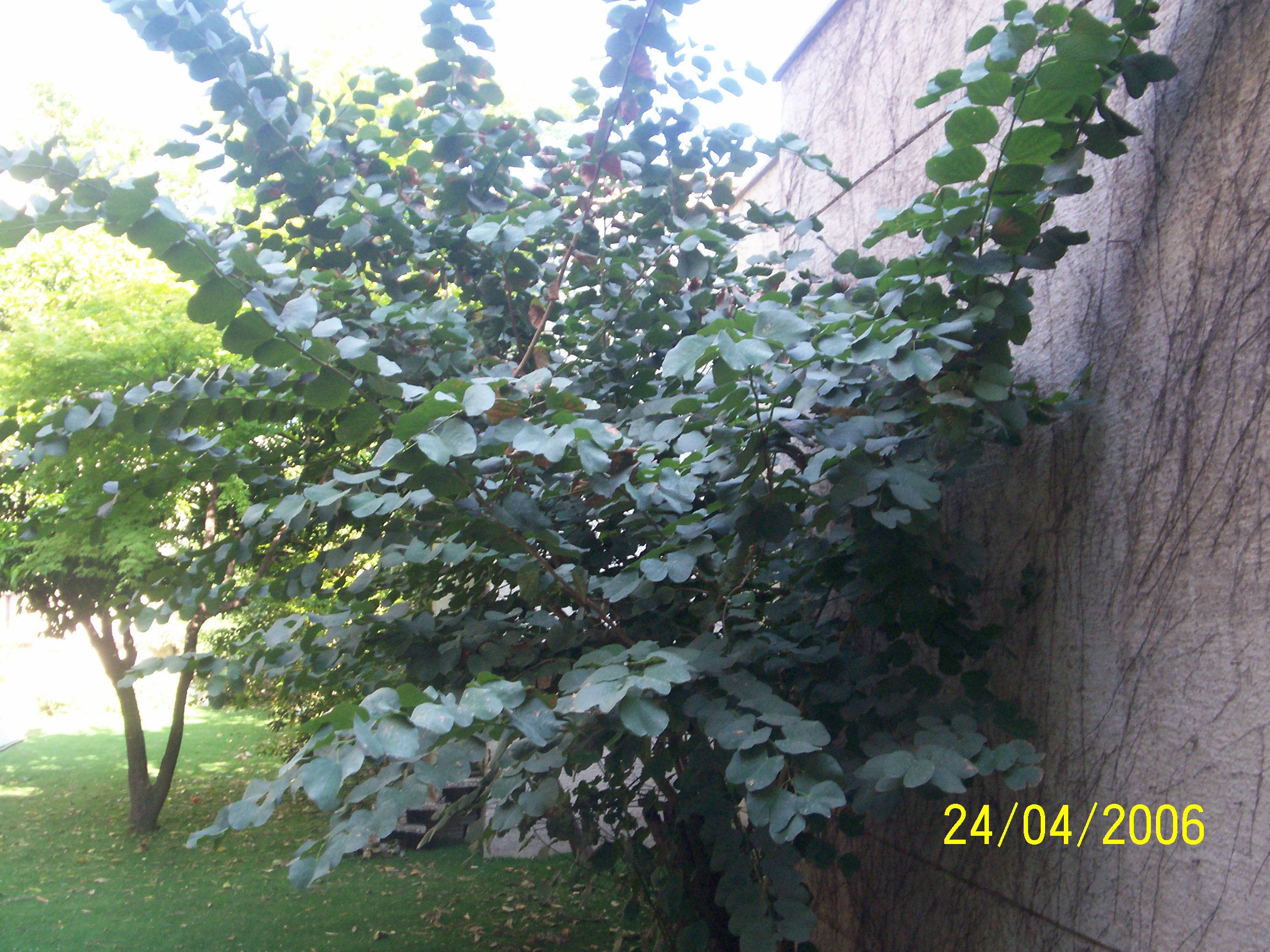 Bauhinia purpurea