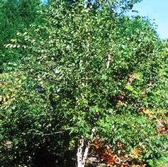 Betula alba 'Purpurea'