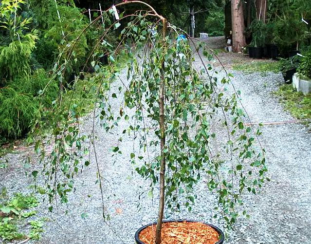Betula alba 'Youngii'