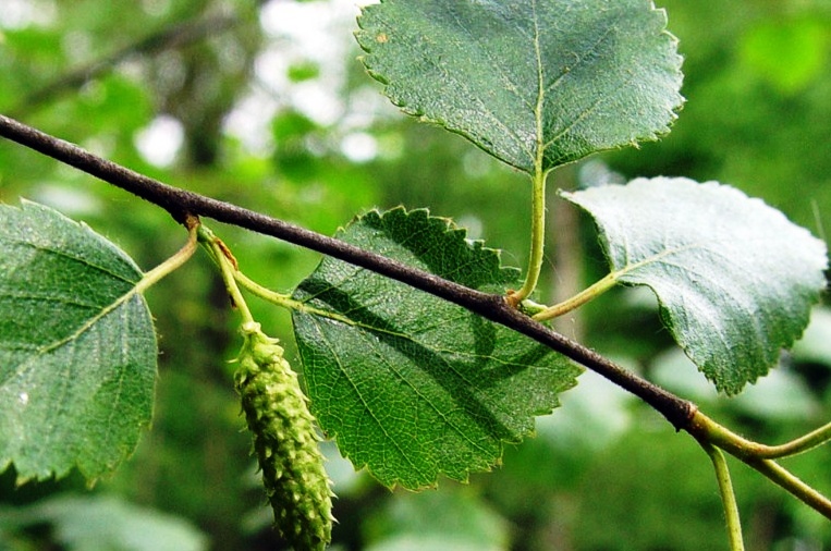 Betula pubescens