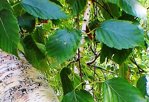 Betula papyrifera