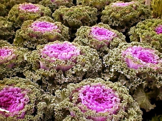 Brassica oleracea
