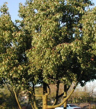 Sterculia diversifolia