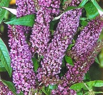 Buddleia davidii 'Empire blue'
