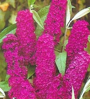 Buddleia davidii 'Royal red'