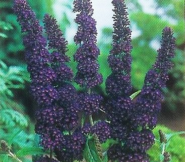 Buddleia davidii 'Black knight'