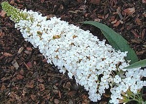 Buddleia davidii 'White profusion'