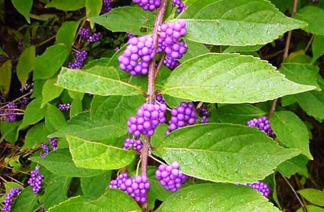 Callicarpa dichotoma