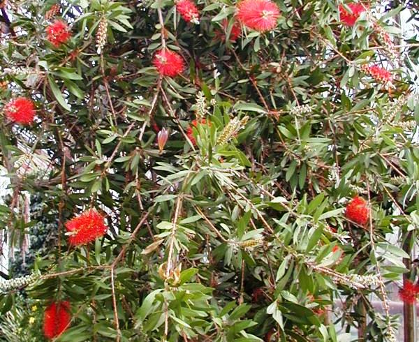 Callistemon citrinus