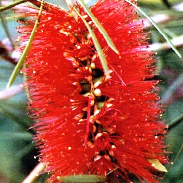Callistemon linearis