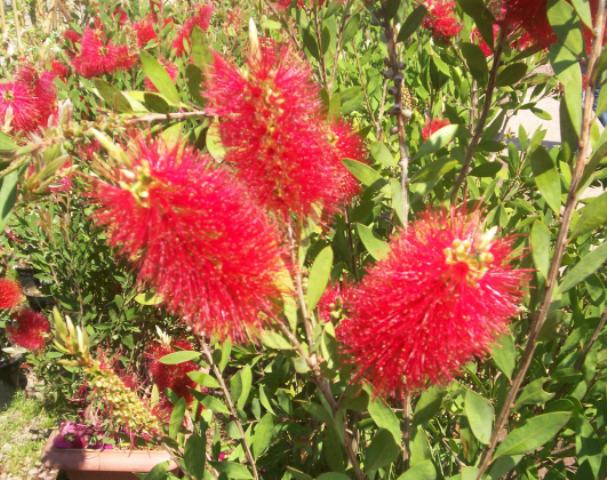 Callistemon laevis