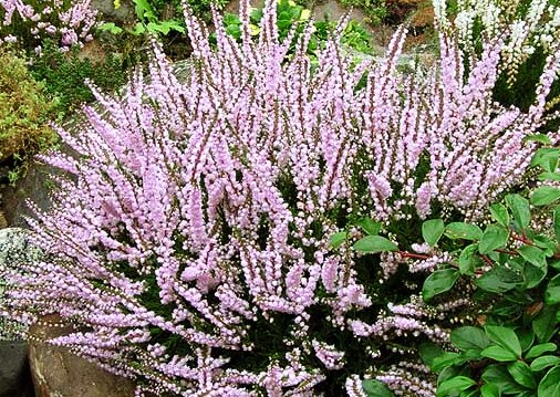 Calluna vulgaris