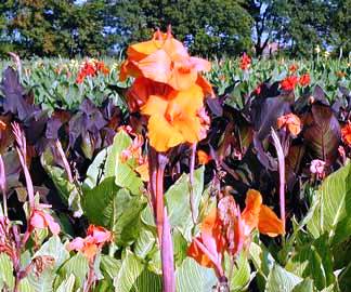 Canna indica