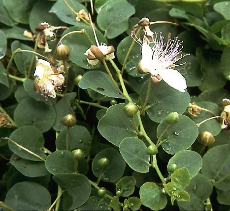Capparis spinosa