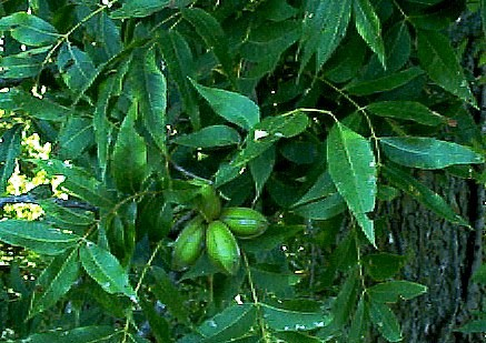Carya illinoinensis