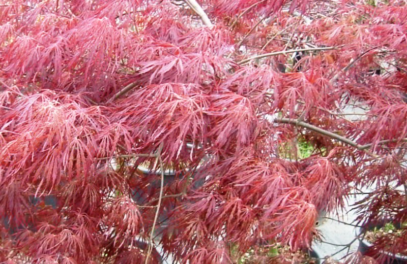 Acer palmatum 'Dissectum'