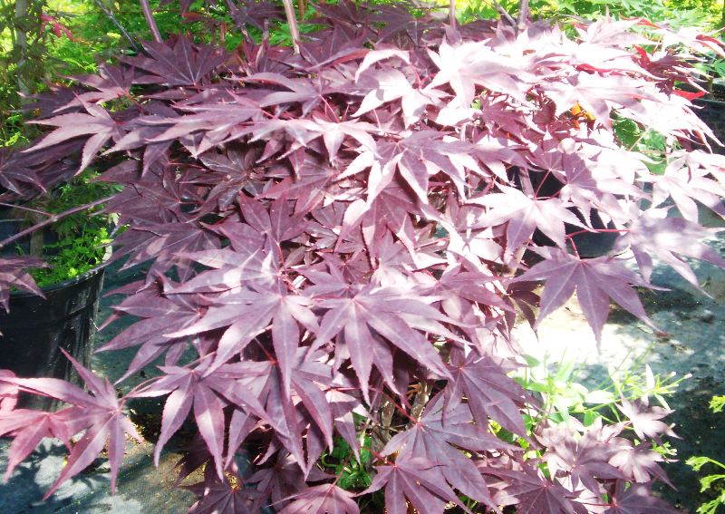 Acer palmatum 'Atropurpureum fireglow '