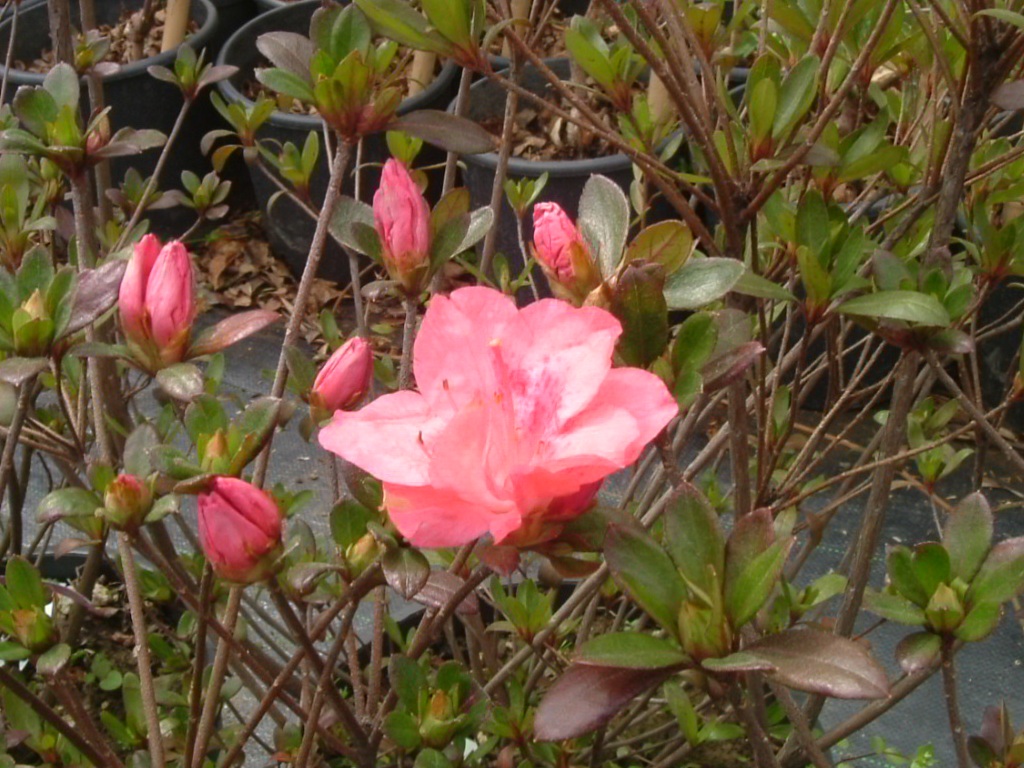 Azalea japonica