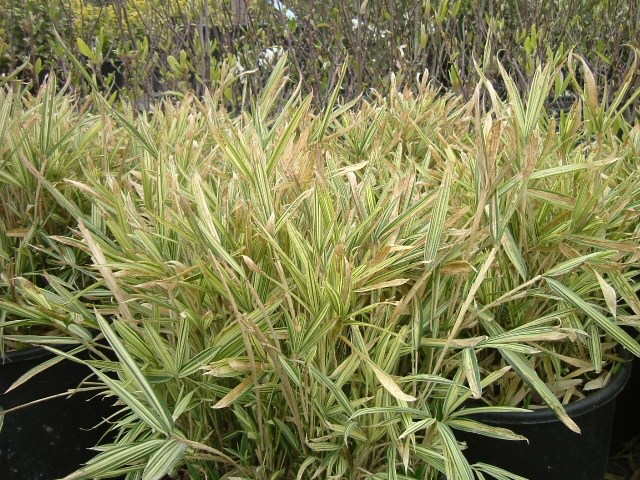 Bambusa aurea 'Nana'