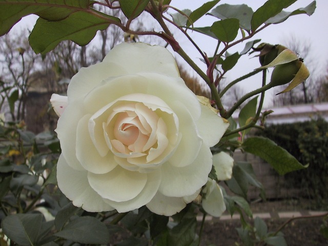 Rosa sp.