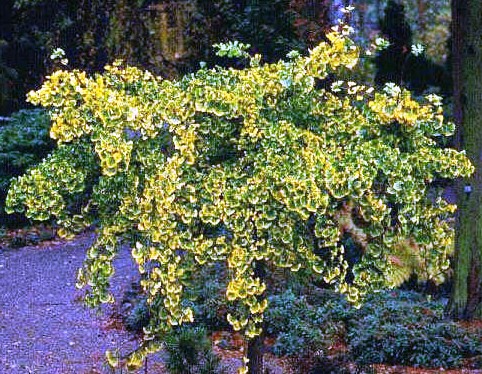 Ginkgo biloba 'Pendula'