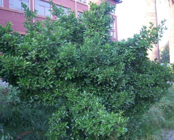 Euonymus japonica 'Macrophylla'