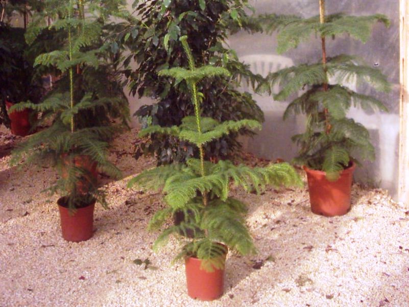 Canna indica